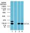 Microtubule Associated Protein 1 Light Chain 3 Alpha antibody, PA5-23166, Invitrogen Antibodies, Western Blot image 