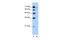 Afadin, Adherens Junction Formation Factor antibody, 28-038, ProSci, Western Blot image 