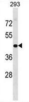 GPN-Loop GTPase 1 antibody, AP51915PU-N, Origene, Western Blot image 