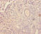C-C Motif Chemokine Ligand 4 antibody, LS-C285682, Lifespan Biosciences, Immunohistochemistry paraffin image 