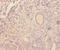 C-C motif chemokine 4 antibody, LS-C285682, Lifespan Biosciences, Immunohistochemistry paraffin image 