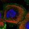 WD Repeat Domain 66 antibody, NBP1-82712, Novus Biologicals, Immunofluorescence image 