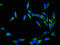 NEDD8 Ubiquitin Like Modifier antibody, LS-C377417, Lifespan Biosciences, Immunofluorescence image 