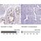 Rac GTPase Activating Protein 1 antibody, NBP2-47374, Novus Biologicals, Immunohistochemistry paraffin image 