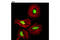 Aly/REF Export Factor antibody, 12655S, Cell Signaling Technology, Immunocytochemistry image 