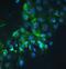 Cortactin antibody, A01253-1, Boster Biological Technology, Immunofluorescence image 