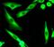 Bcl-2-binding component 3 antibody, ab33906, Abcam, Immunofluorescence image 