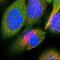 Oxysterol Binding Protein Like 3 antibody, NBP1-82968, Novus Biologicals, Immunocytochemistry image 