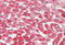 Crystallin Alpha B antibody, MBS249146, MyBioSource, Immunohistochemistry frozen image 