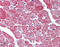 Akt antibody, ADI-KAP-PK004-D, Enzo Life Sciences, Immunohistochemistry frozen image 