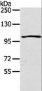 Interleukin 17 Receptor A antibody, LS-B15810, Lifespan Biosciences, Western Blot image 