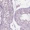 Speedy protein A antibody, NBP2-49476, Novus Biologicals, Immunohistochemistry frozen image 