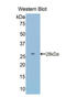 Granulin Precursor antibody, LS-C300137, Lifespan Biosciences, Western Blot image 