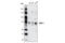 TNFAIP3 Interacting Protein 1 antibody, 4664S, Cell Signaling Technology, Western Blot image 