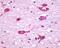 Cholinergic Receptor Muscarinic 5 antibody, NLS1334, Novus Biologicals, Immunohistochemistry frozen image 