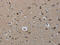 MRE11 Homolog, Double Strand Break Repair Nuclease antibody, CSB-PA056873, Cusabio, Immunohistochemistry frozen image 