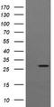 Kallikrein Related Peptidase 8 antibody, LS-C174593, Lifespan Biosciences, Western Blot image 
