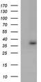 Toll Interacting Protein antibody, M02039-2, Boster Biological Technology, Western Blot image 