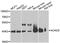 Short-chain specific acyl-CoA dehydrogenase, mitochondrial antibody, A0945, ABclonal Technology, Western Blot image 