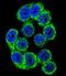 Hypoxia Up-Regulated 1 antibody, LS-C100905, Lifespan Biosciences, Immunofluorescence image 