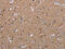 Lumican antibody, CSB-PA781691, Cusabio, Immunohistochemistry paraffin image 