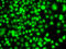 ETS Proto-Oncogene 2, Transcription Factor antibody, 22-867, ProSci, Immunofluorescence image 