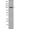 TTK Protein Kinase antibody, PA5-64614, Invitrogen Antibodies, Western Blot image 