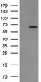 Mitogen-Activated Protein Kinase 4 antibody, MA5-26218, Invitrogen Antibodies, Western Blot image 