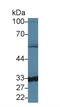 Carbonic Anhydrase 5B antibody, LS-C293148, Lifespan Biosciences, Western Blot image 