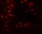 Cereblon antibody, A00983, Boster Biological Technology, Immunofluorescence image 