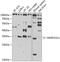 MARCKS Like 1 antibody, 22-727, ProSci, Western Blot image 