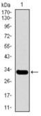 Solute Carrier Family 27 Member 5 antibody, abx015988, Abbexa, Western Blot image 