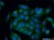 Melanoma Cell Adhesion Molecule antibody, 17564-1-AP, Proteintech Group, Immunofluorescence image 