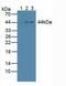 NFKB Inhibitor Beta antibody, LS-C314845, Lifespan Biosciences, Western Blot image 