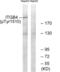 Integrin Subunit Beta 4 antibody, abx012496, Abbexa, Western Blot image 