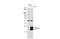 Glutathione Peroxidase 7 antibody, GTX108578, GeneTex, Western Blot image 