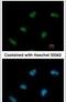 RAD9 Checkpoint Clamp Component A antibody, PA5-27097, Invitrogen Antibodies, Immunofluorescence image 