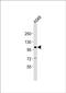 Chondroitin Polymerizing Factor 2 antibody, PA5-72242, Invitrogen Antibodies, Western Blot image 