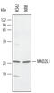Mitotic Arrest Deficient 2 Like 1 antibody, AF4005, R&D Systems, Western Blot image 
