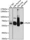 Phospholipase D Family Member 4 antibody, LS-C750177, Lifespan Biosciences, Western Blot image 