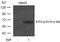 Activating Transcription Factor 2 antibody, MBS9413144, MyBioSource, Western Blot image 
