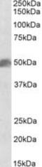 SRY-Box 10 antibody, MBS423335, MyBioSource, Western Blot image 