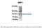 ADP Ribosylation Factor 3 antibody, ARP48184_P050, Aviva Systems Biology, Immunoprecipitation image 