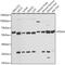 Protein Disulfide Isomerase Family A Member 3 antibody, GTX32592, GeneTex, Western Blot image 