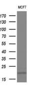 Interleukin 36 Gamma antibody, NBP2-45749, Novus Biologicals, Western Blot image 