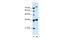 Solute Carrier Family 9 Member A7 antibody, PA5-42501, Invitrogen Antibodies, Western Blot image 