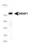 Sterol Regulatory Element Binding Transcription Factor 1 antibody, MA5-16124, Invitrogen Antibodies, Western Blot image 