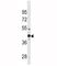 Wnt Family Member 4 antibody, F49788-0.4ML, NSJ Bioreagents, Western Blot image 