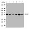 Monoamine Oxidase B antibody, orb76163, Biorbyt, Western Blot image 