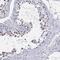 Lysine Demethylase 4D antibody, NBP2-47413, Novus Biologicals, Immunohistochemistry frozen image 